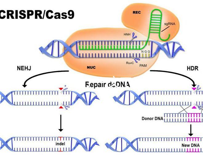 真偽難辨？一文了解林卡爾真假辨別7大方法