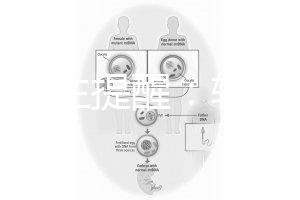 兒科醫(yī)生提醒：輪狀疫苗有不良反應(yīng)，輕微表現(xiàn)持續(xù)時(shí)間短