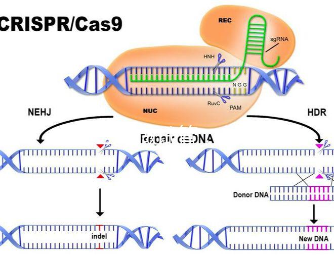北醫(yī)三院做試管，自然周期鮮胚移植成功率是多少？