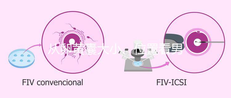 從卵黃囊大小、位置看男女，寶寶性別分辨一眼就準(zhǔn)