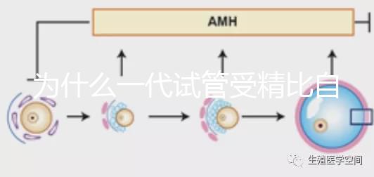 為什么一代試管受精比自然受精更解密?精子和卵子的質量只有一個