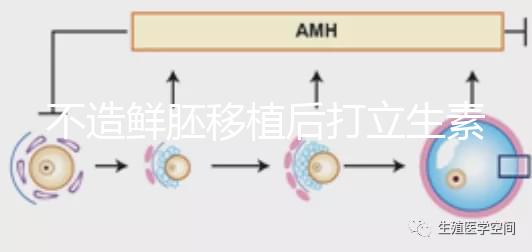 不造鮮胚移植后打立生素有無(wú)影響戳,過(guò)量小心不著床