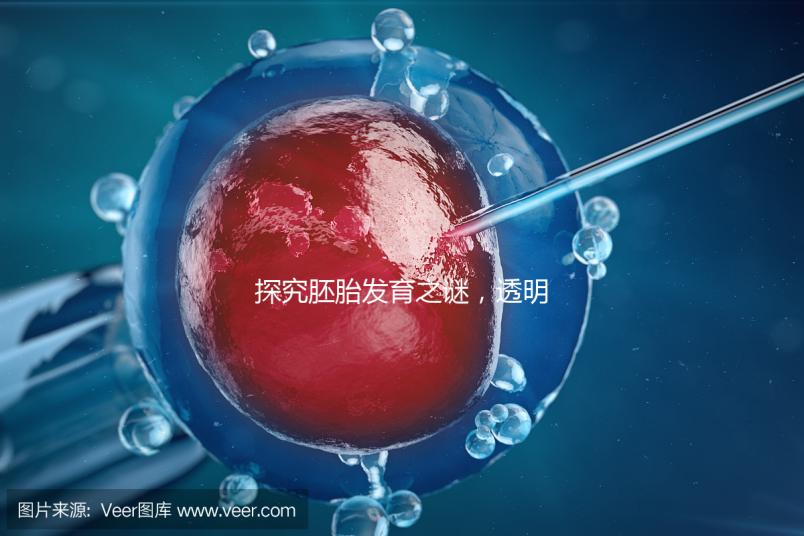 探究胚胎發育之謎，透明帶出現和消失時間有規律