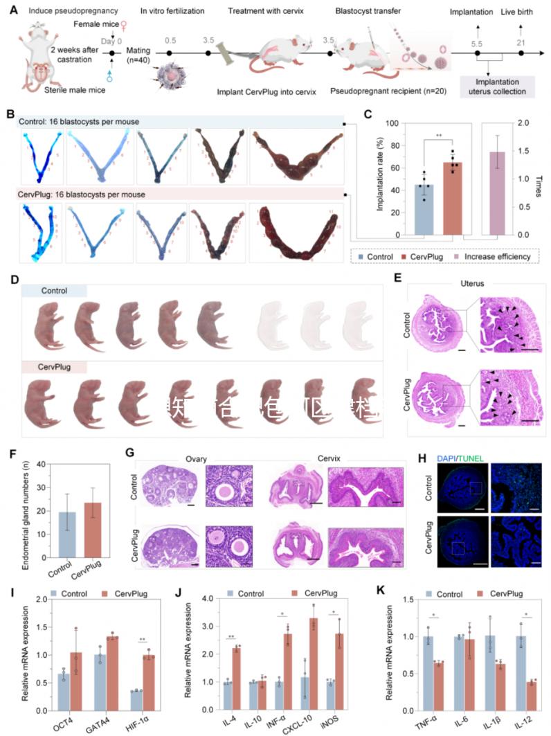 想知道合肥包河區建檔流程戳進來，一文說清要不要結婚證