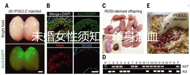 未婚女性須知,單身混血試管不是你想做就能做!