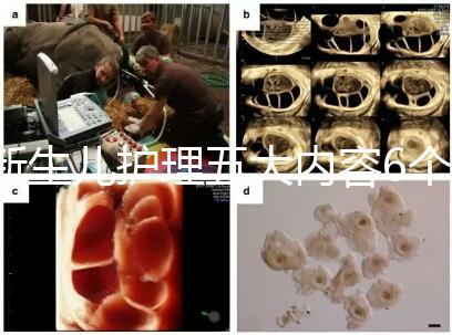 新生兒護理五大內容6個要點整理，嬰兒養育照護干貨來了