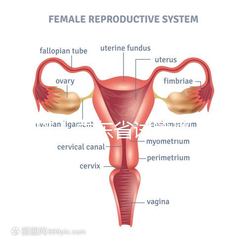 重磅！廣東省試管嬰兒納入醫(yī)保報銷 10.1執(zhí)行（附政策解讀）