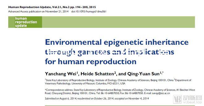 苜蓿草的功效與作用(苜蓿草的功效與作用圖片)