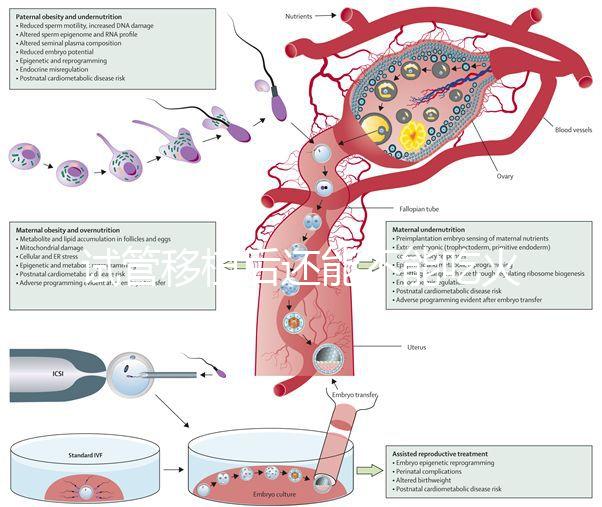 試管移植后還能不能吃火鍋嗎？能吃or不能吃看大家怎么說