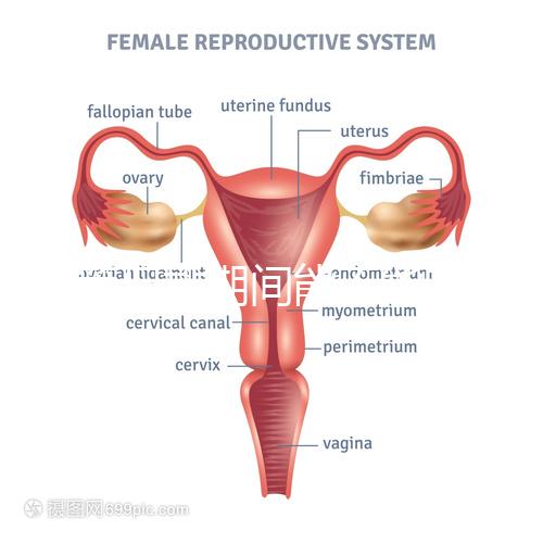 試管促排期間能不能喝黃芪湯看你怎么煲,當(dāng)歸、枸杞慎放