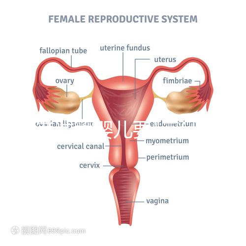 香港試管嬰兒要"三證"？4大條件一覽