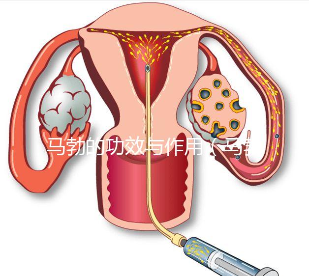 馬勃的功效與作用（馬勃的功效與作用與主治）