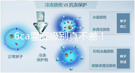 6ca囊胚級別真不差!嘗試移植才有機(jī)會(huì),有信心才能“好孕”