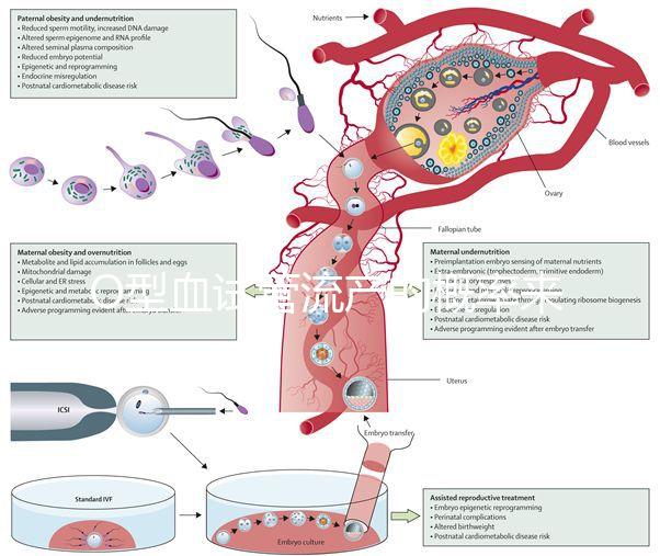 O型血試管流產(chǎn)的概率來了,不知道該怎么辦