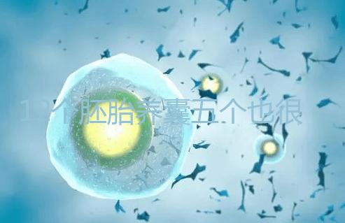 12個胚胎養囊五個也很正常，看完成功率就知所言非虛