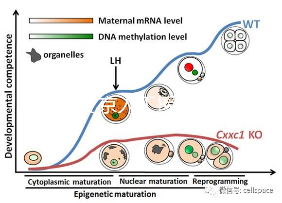 2024北京人工授精私立醫院排名專欄，哪家好看完有數